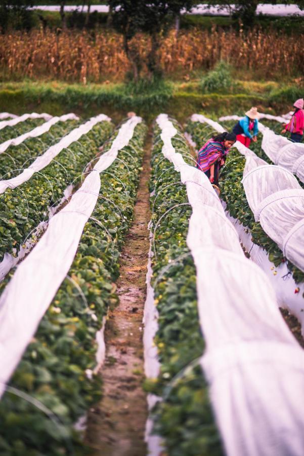 Tullpa Rumy Yungay Dış mekan fotoğraf